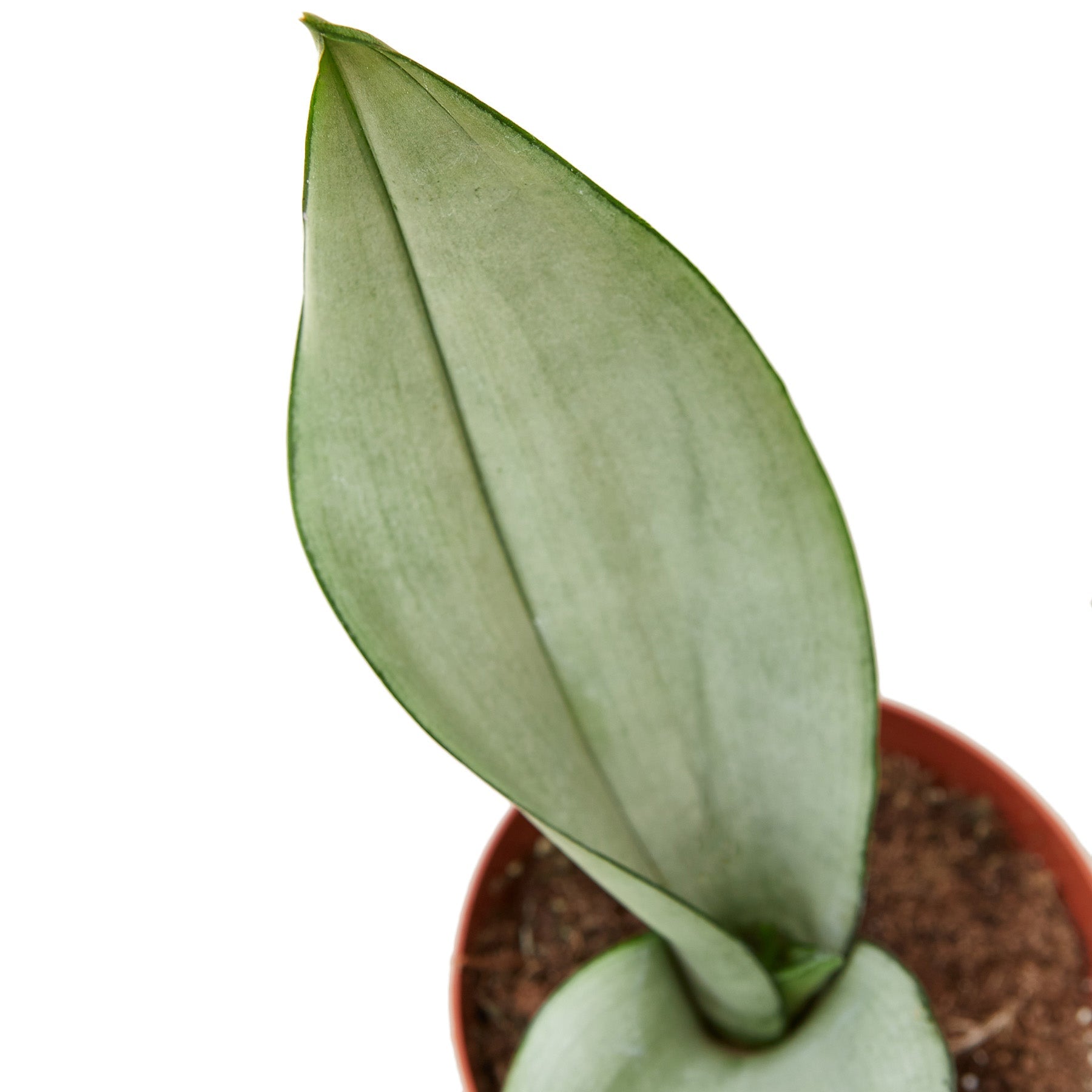 moonlight snake plant Snake Plant Moonshine Live Plant, 6" Pot