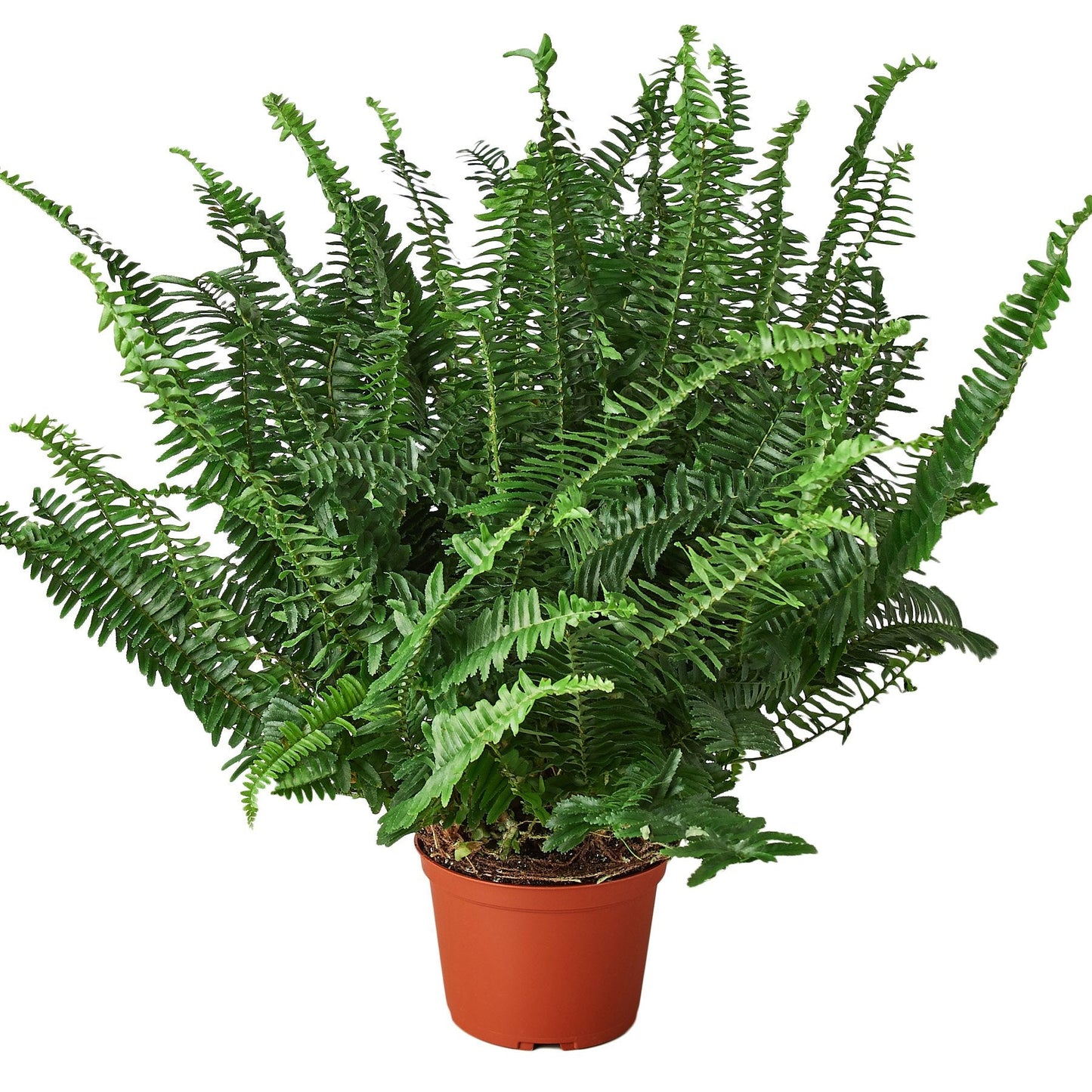 Boston Fern