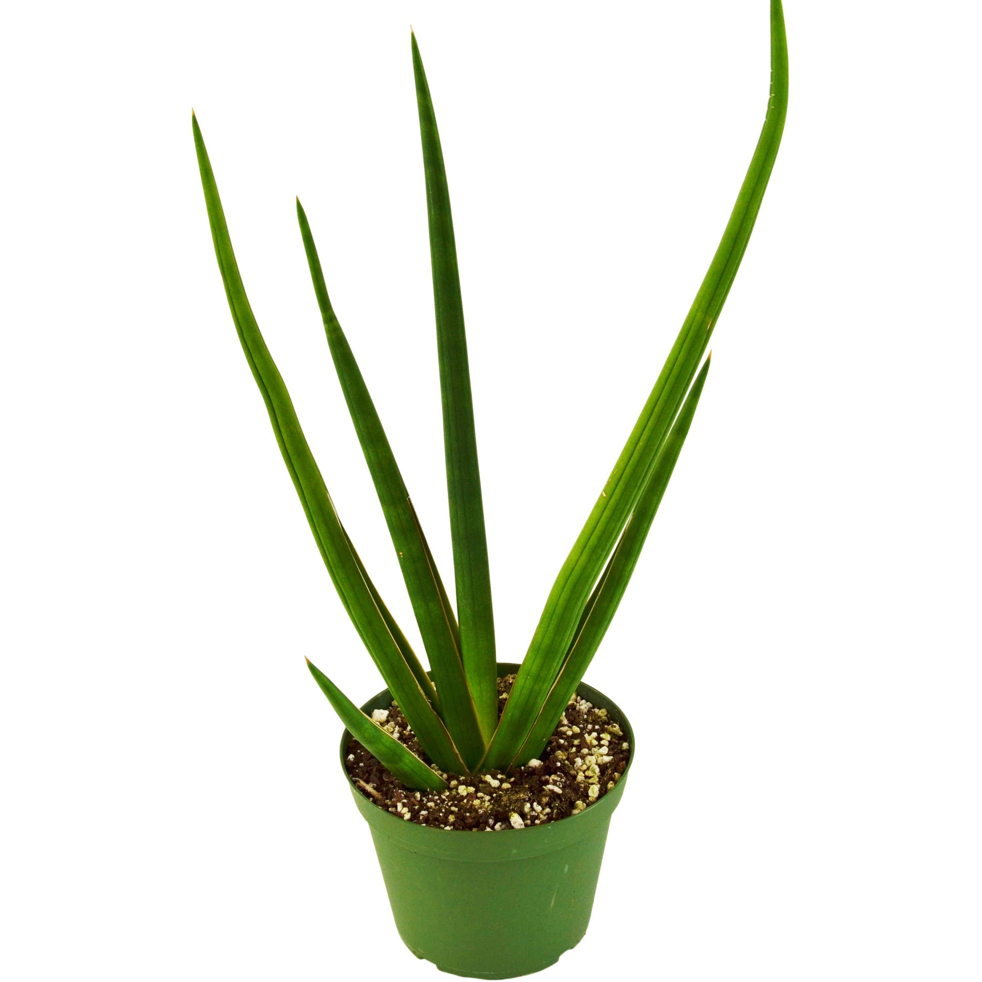 sansevieria cylindrica handshake Snake Plant Cylindrica