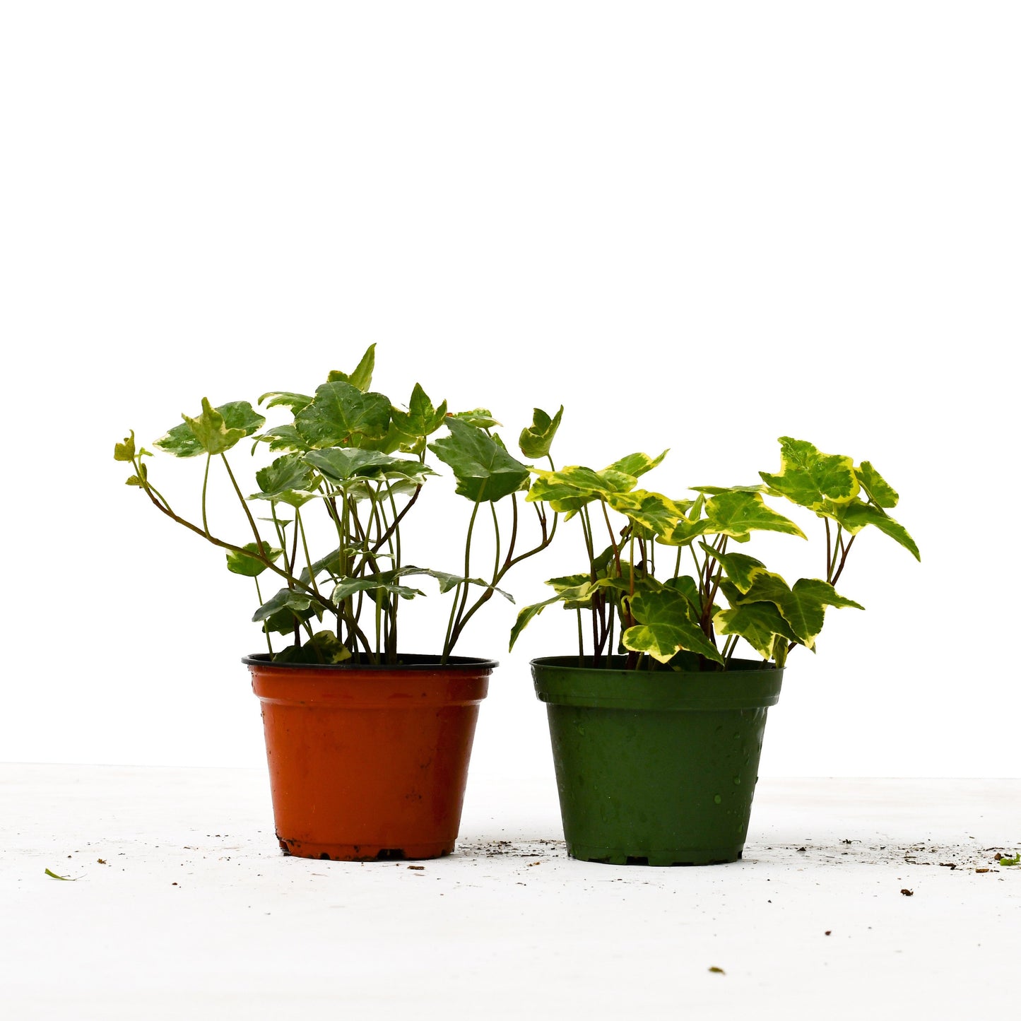 english ivy potted houseplant bundle