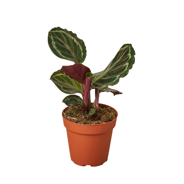 dracena steudneri Dracaena fragrans Cintho Plants - Branched - Easy Care | Hortology