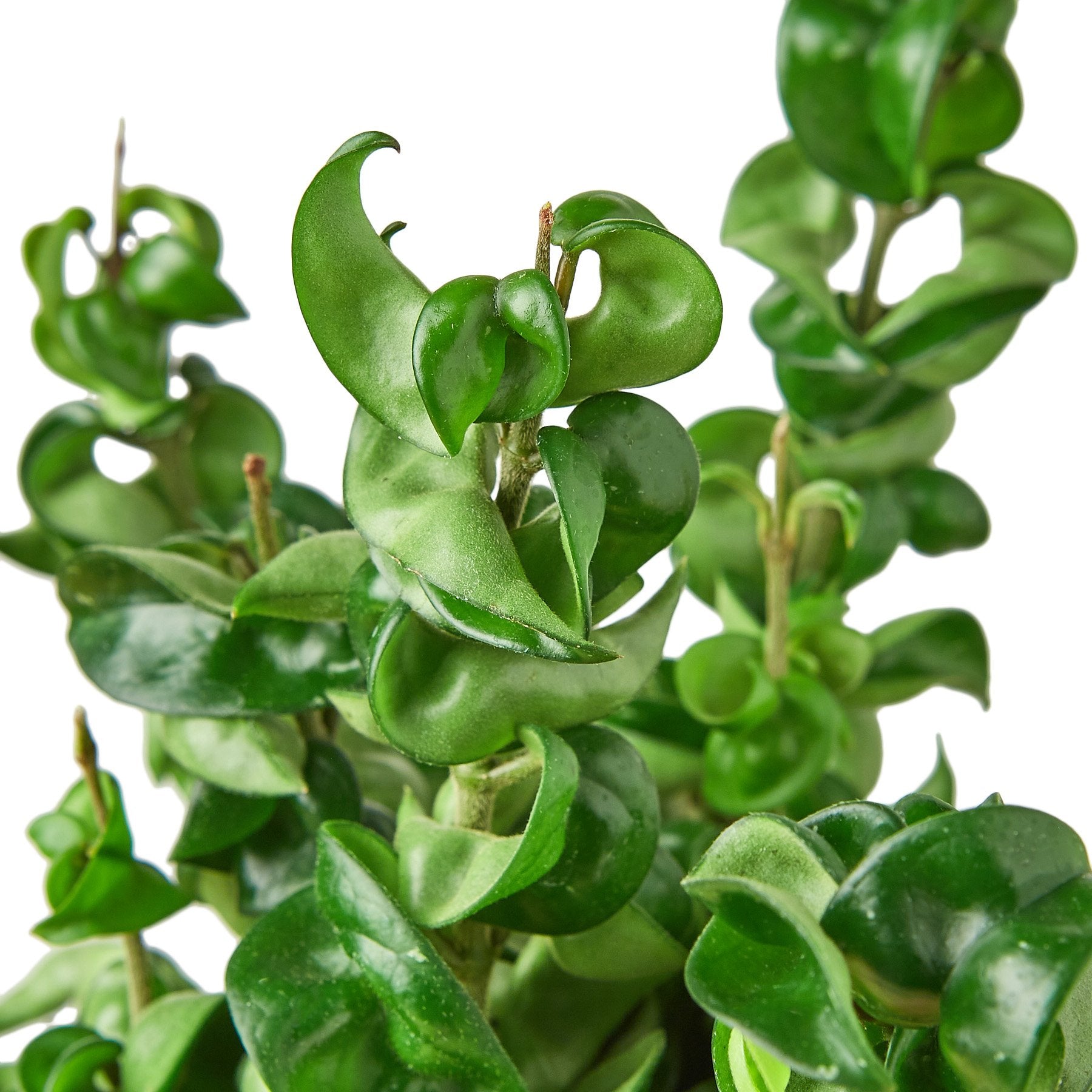 fertilizer for hindu rope plant Buy Hoya Rope Plant