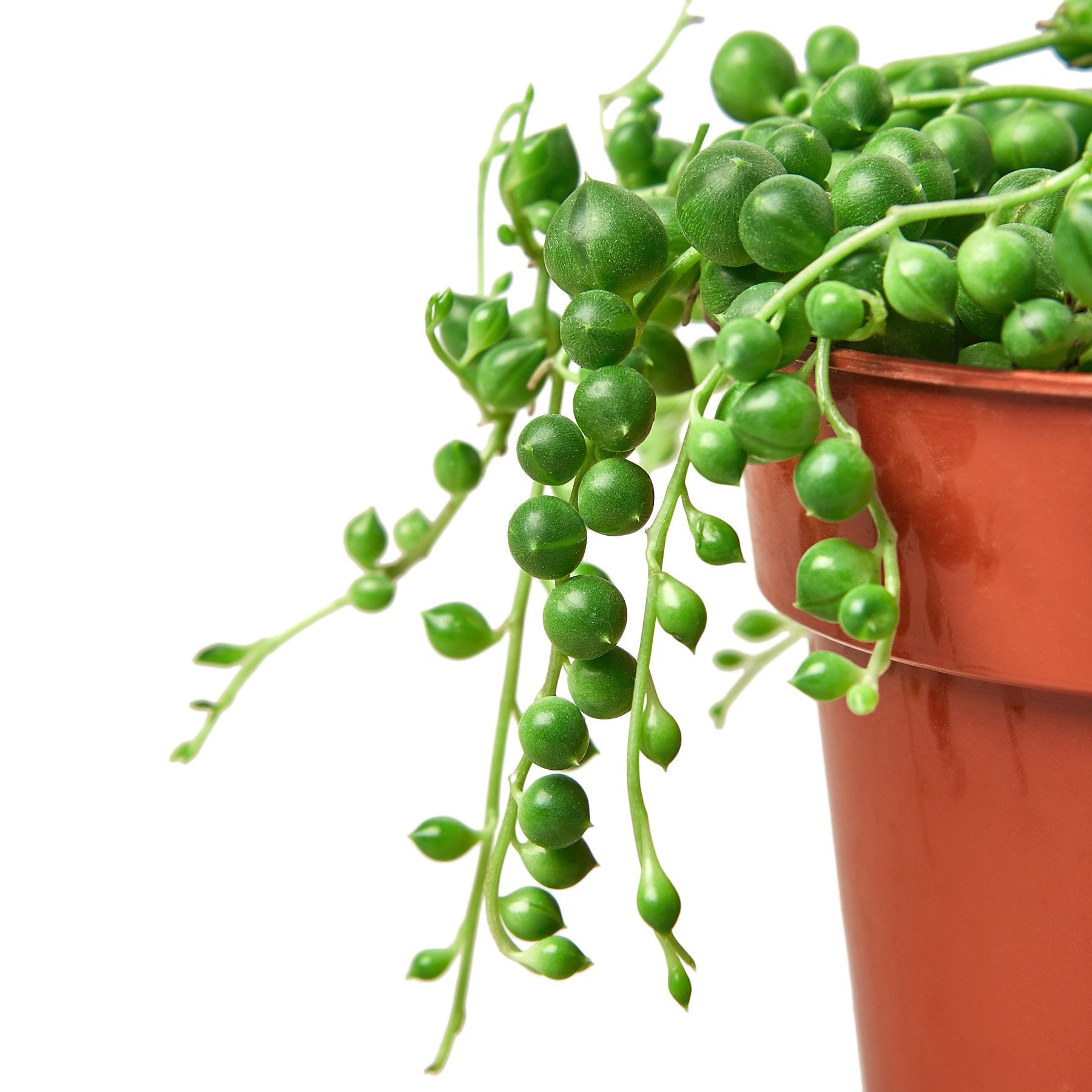 Succulent 'String of Pearls'.