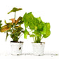 2 Syngonium Variety (Arrowhead Plant)