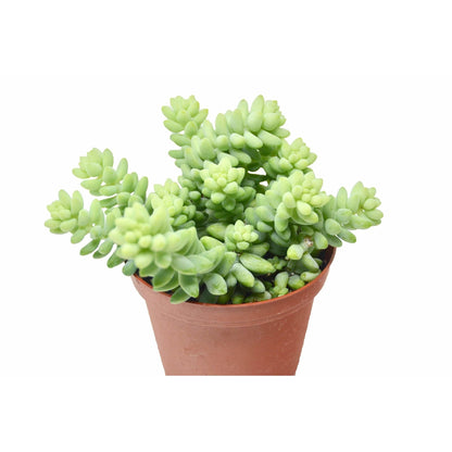 Sedum 'White Stone Crop' Succulent (Burros Tail)