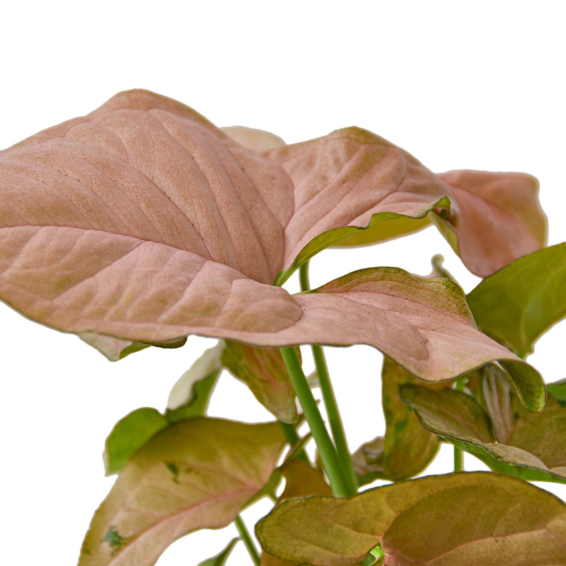 syngonium pink indoor plant Strawberry Syngonium 6in