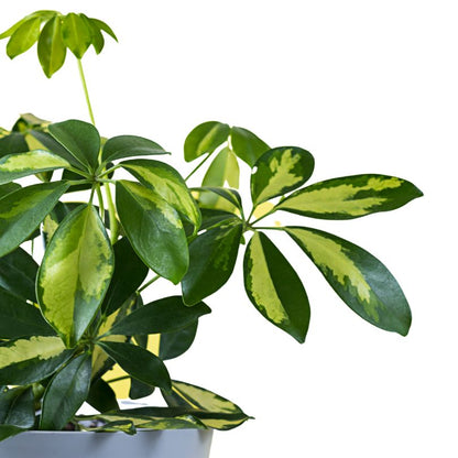 Schefflera Moonlight Umbrella Plant indoor plant
