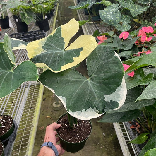 Alocasia 'Mickey Mouse' (Xanthosoma sagittifolium 'Variegatum Monstrosum') Media 1 of 3