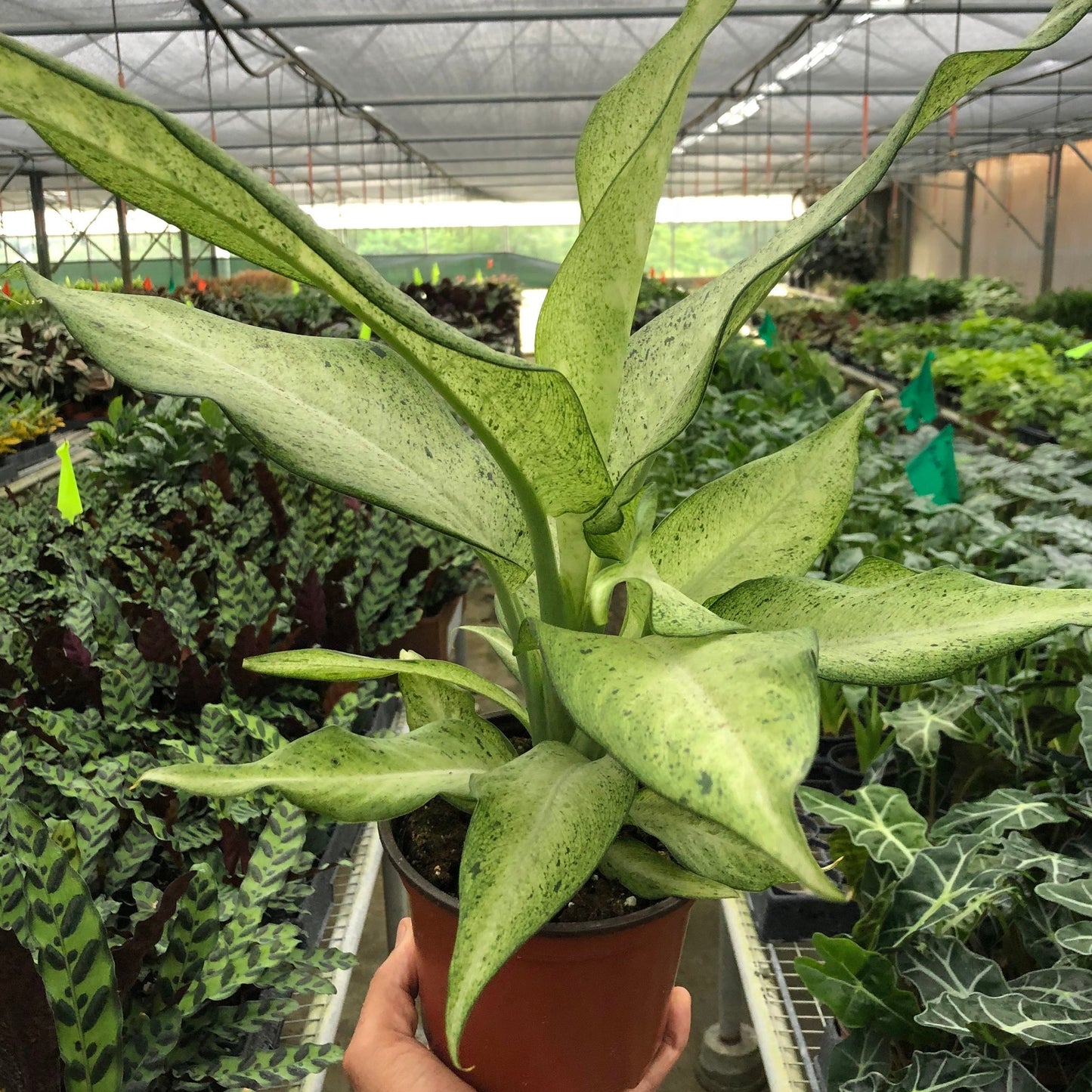 Dieffenbachia 'Camouflage'