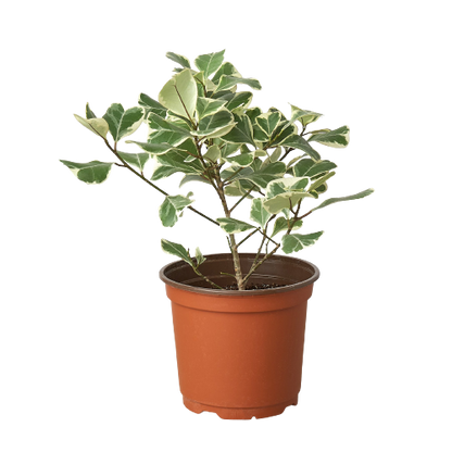 Ficus Elastica 'Triangularis' Variegated