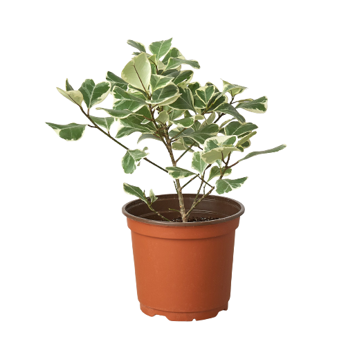 Ficus Elastica 'Triangularis' Variegated