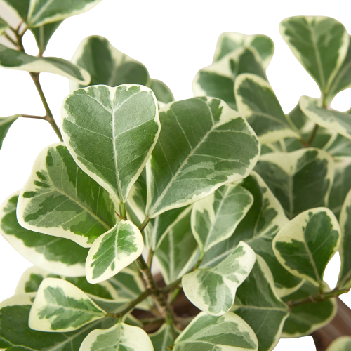 Ficus Elastica 'Triangularis' Variegated