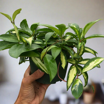 Hoya Carnosa 'Krimson Princess'