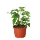 Rhaphidophora Tetrasperma | mini monstera