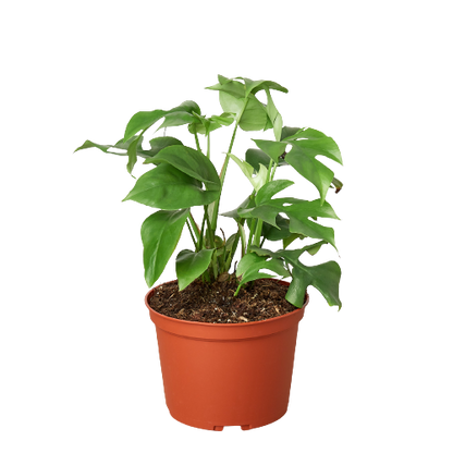 Rhaphidophora Tetrasperma mini monstera indoor plant