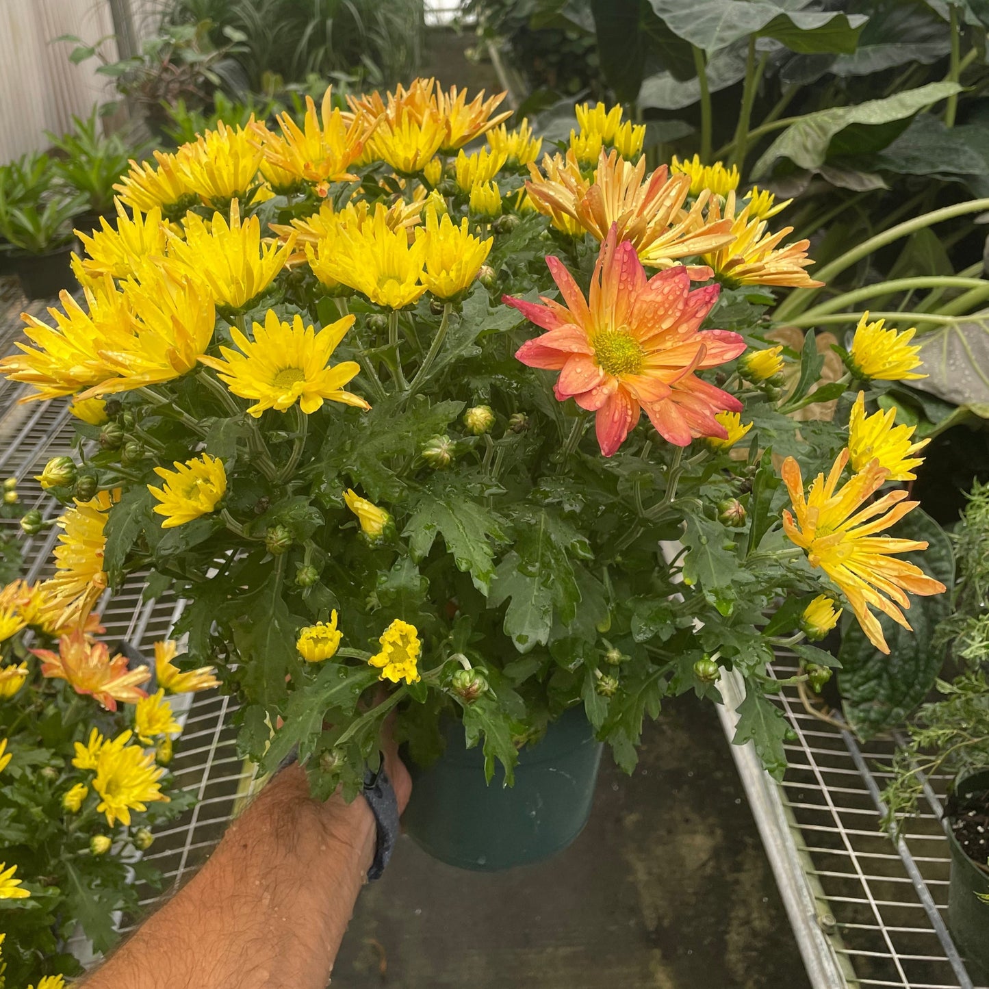 orange mums live plant