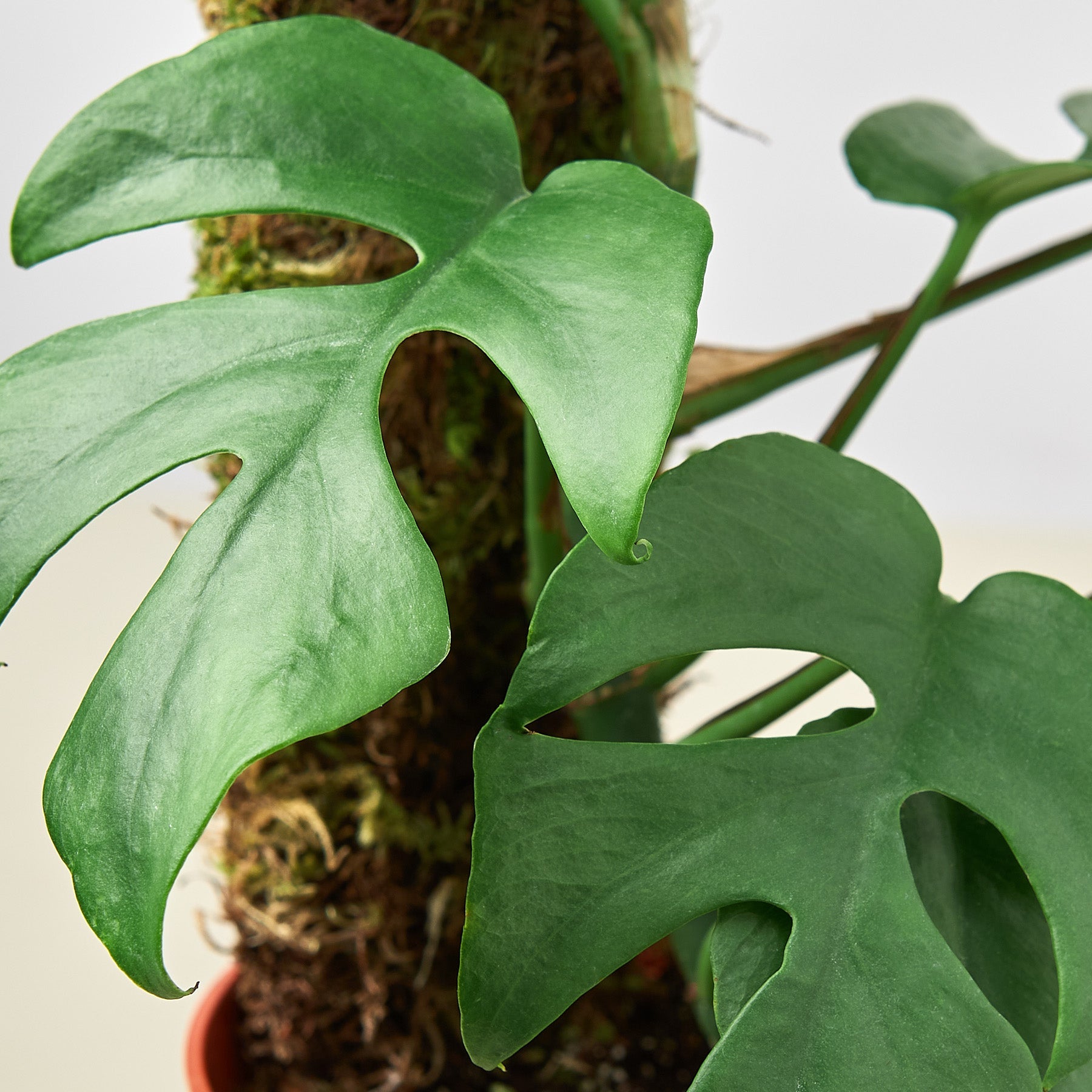 buy mini monstera The Snobby Leaf | Philodendron Mini Monstera Minima - 6 inch Pot