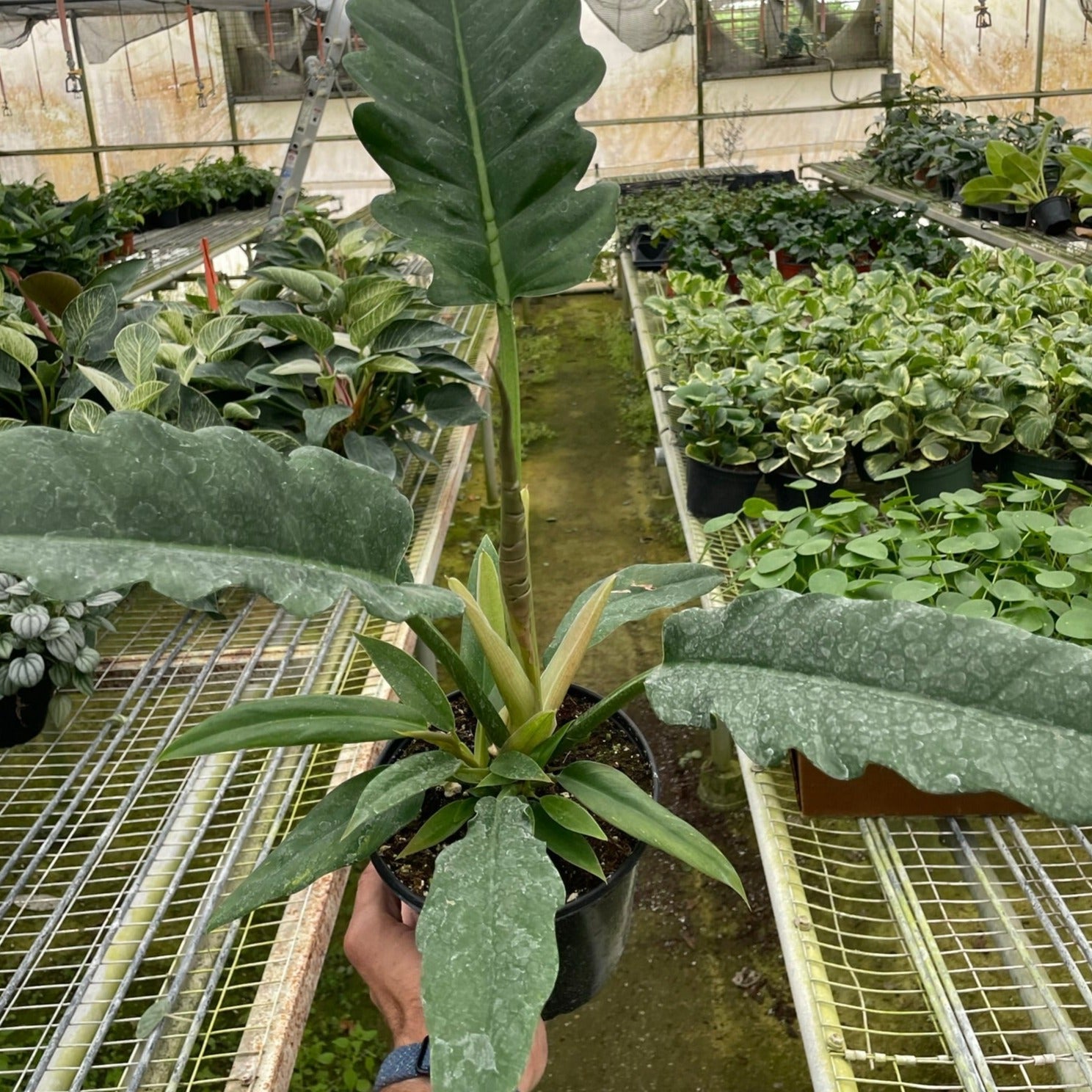 Philodendron 'Jungle Boogie' Media 1 of 2