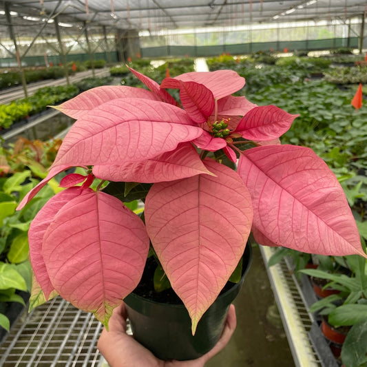 Poinsettia 'Pink'
