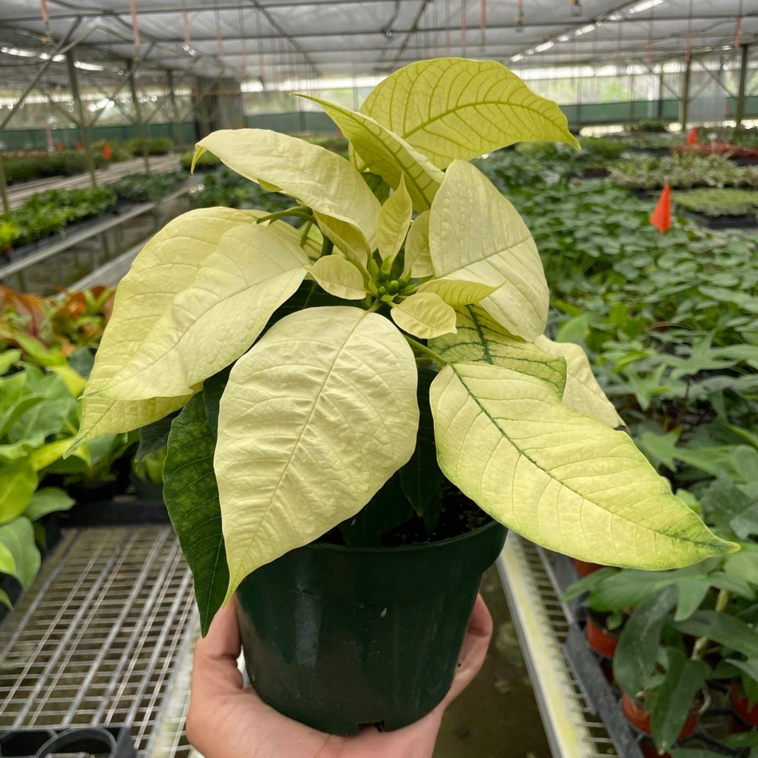 Poinsettia 'White' Media 2 of 3