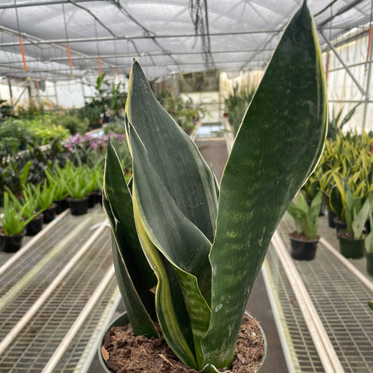 snake plant fabi
