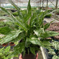 Variegated Spathiphyllum 'Domino'