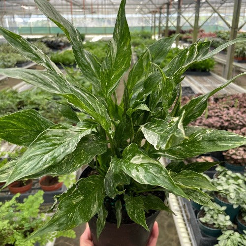 anthurium domino Variegated Spathiphyllum 'Domino' | Rare Ruffled Peace Lily