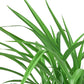 Spider Plant 'Green'