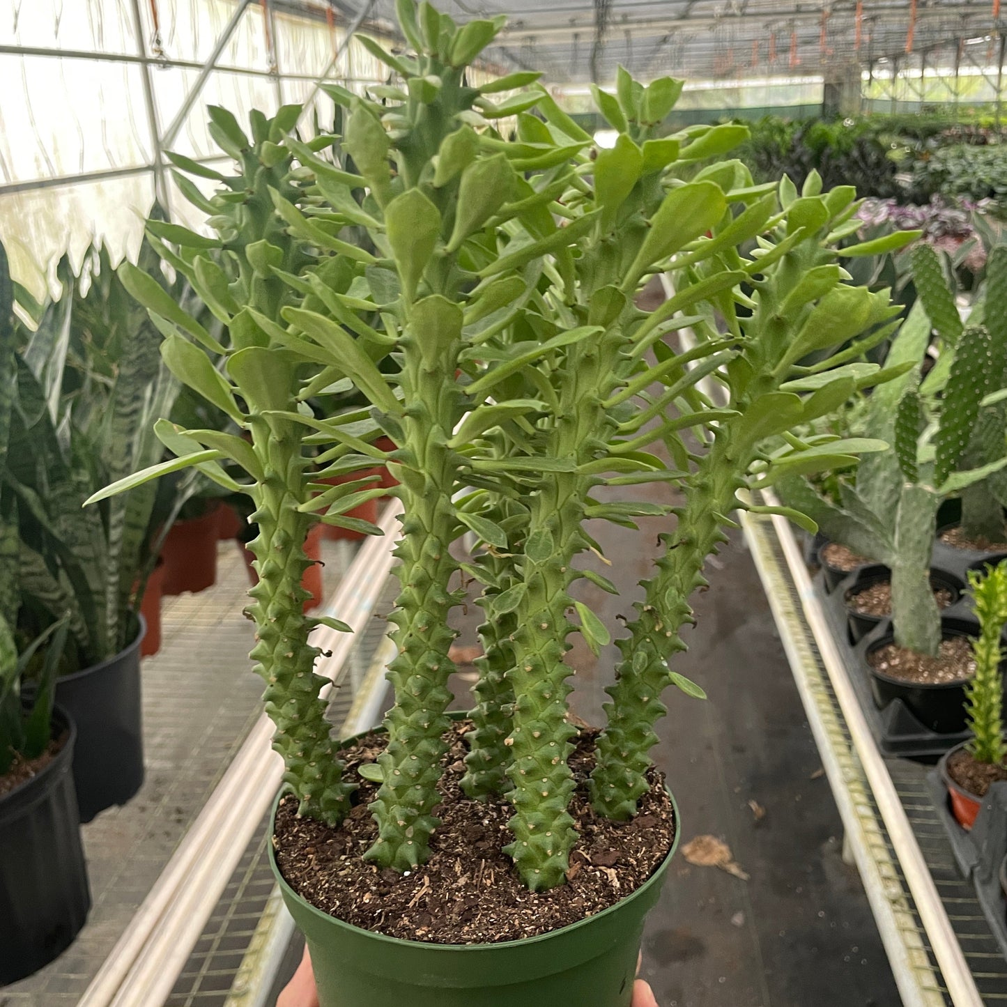 Euphorbia 'Sausage Spurge' Media 1 of 2