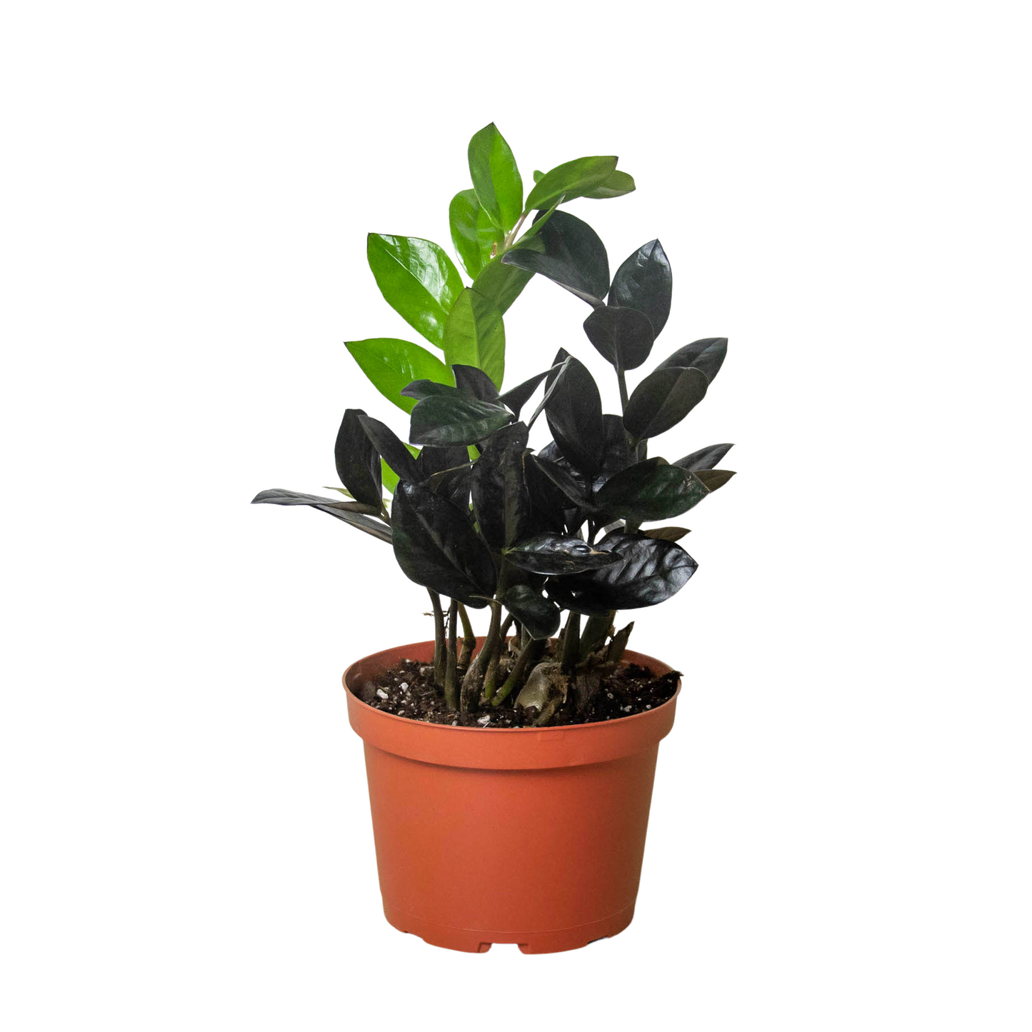 raven zz plant