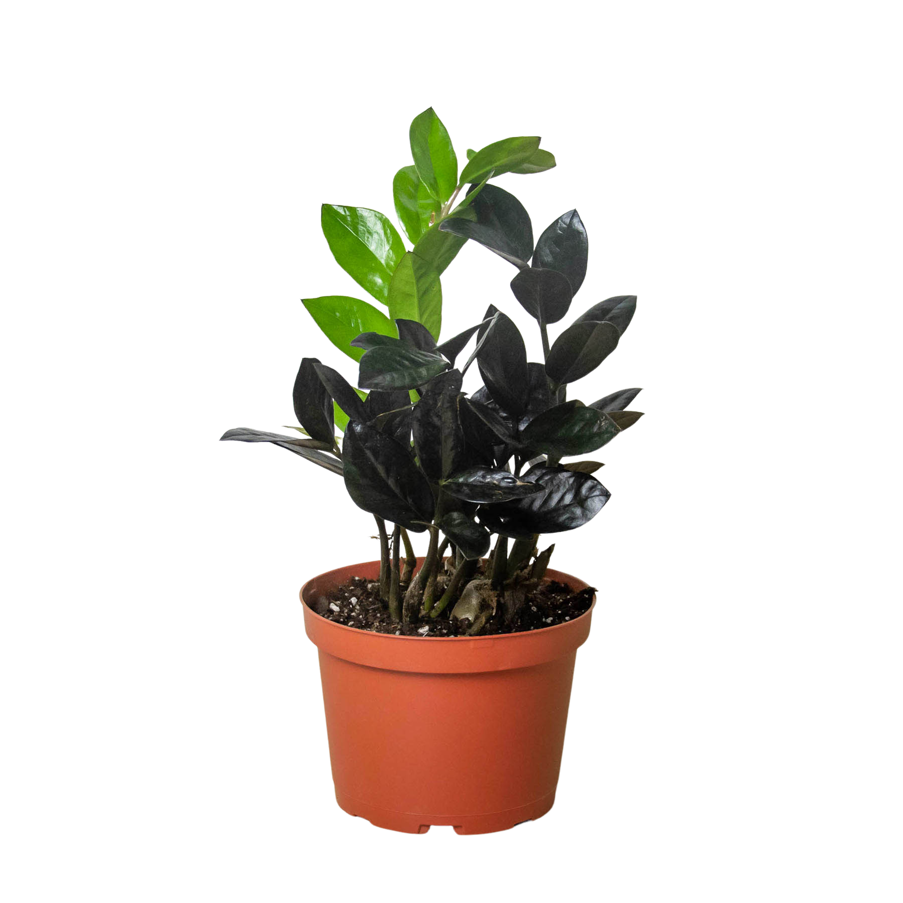 zz raven plant cats ZZ Zamioculcas 'Black Raven'