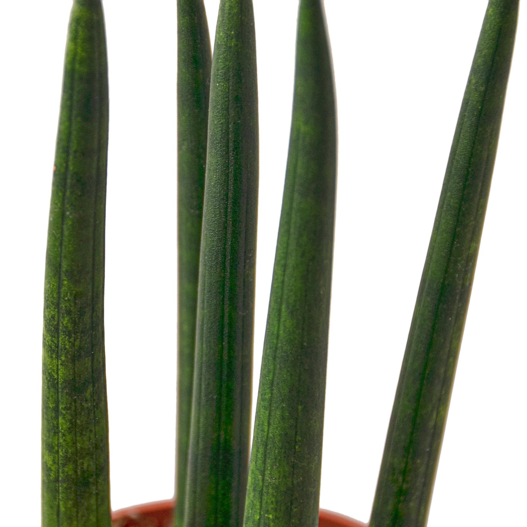 home depot snake plant Buy Snake Plant Cylindrica