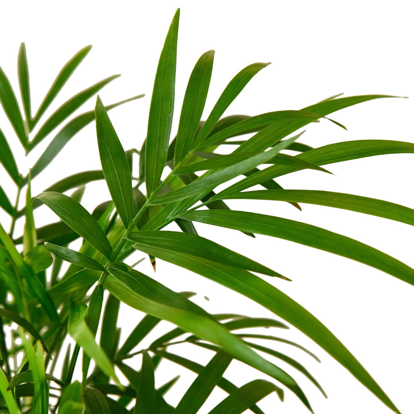 parlor palm live plant for sale