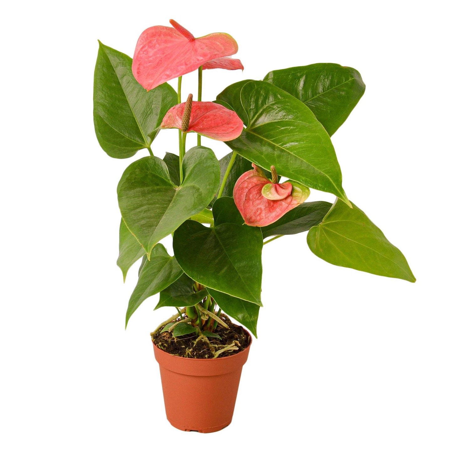 2 Anthurium Variety Pack - 4" Pots.