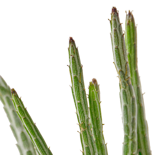 Senecio Stapeliiformis Pickle Plant - Plant Swag Shop 