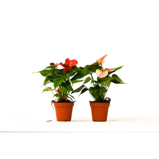 2 Anthurium Variety Pack - 4" Pots.