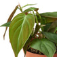 Philodendron Micans 'Velvet'