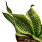 Snake Plant Twist - Plant Swag Shop 