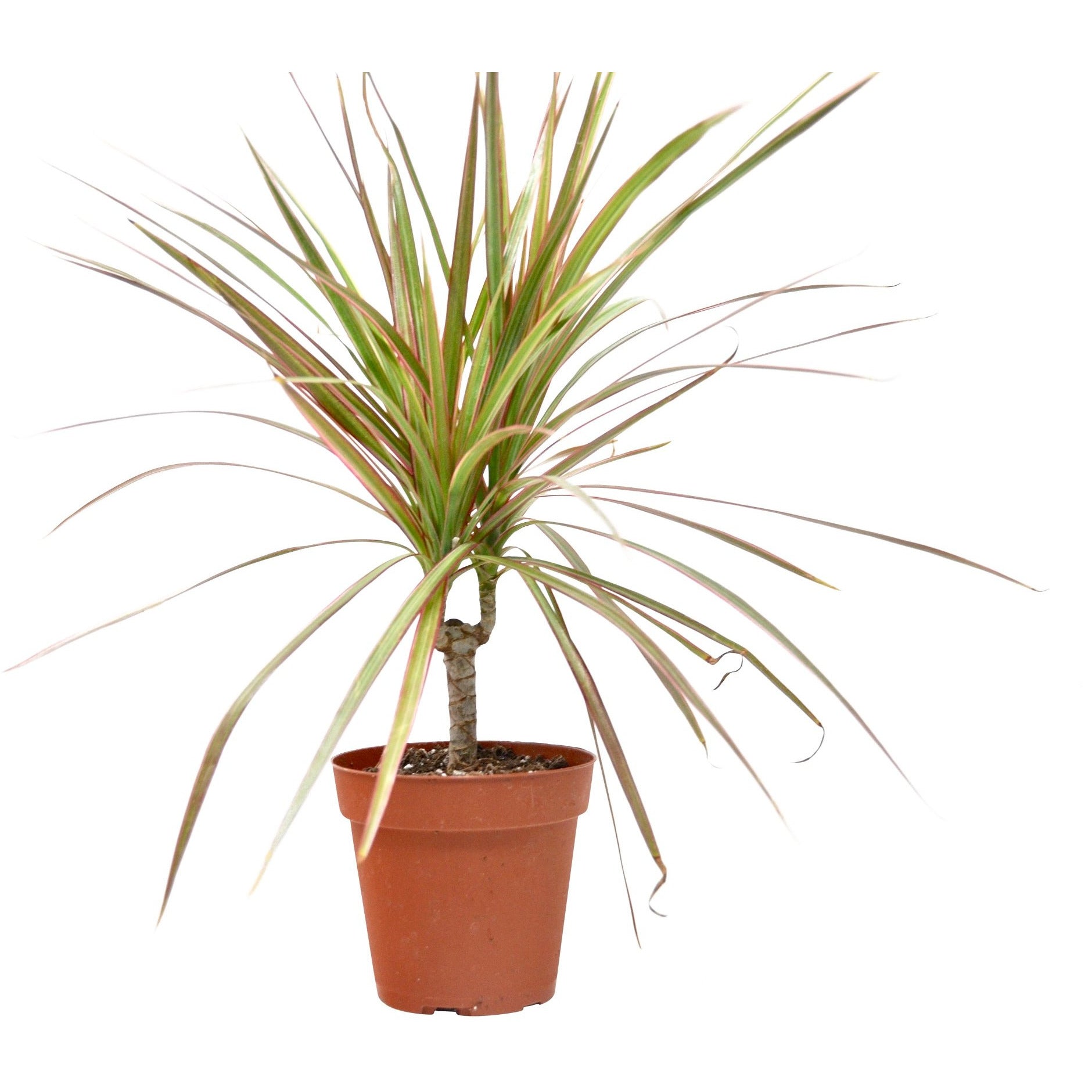 house plantDracaena 'Red Margined' - 4" Pot