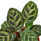 Calathea 'Makoyana'