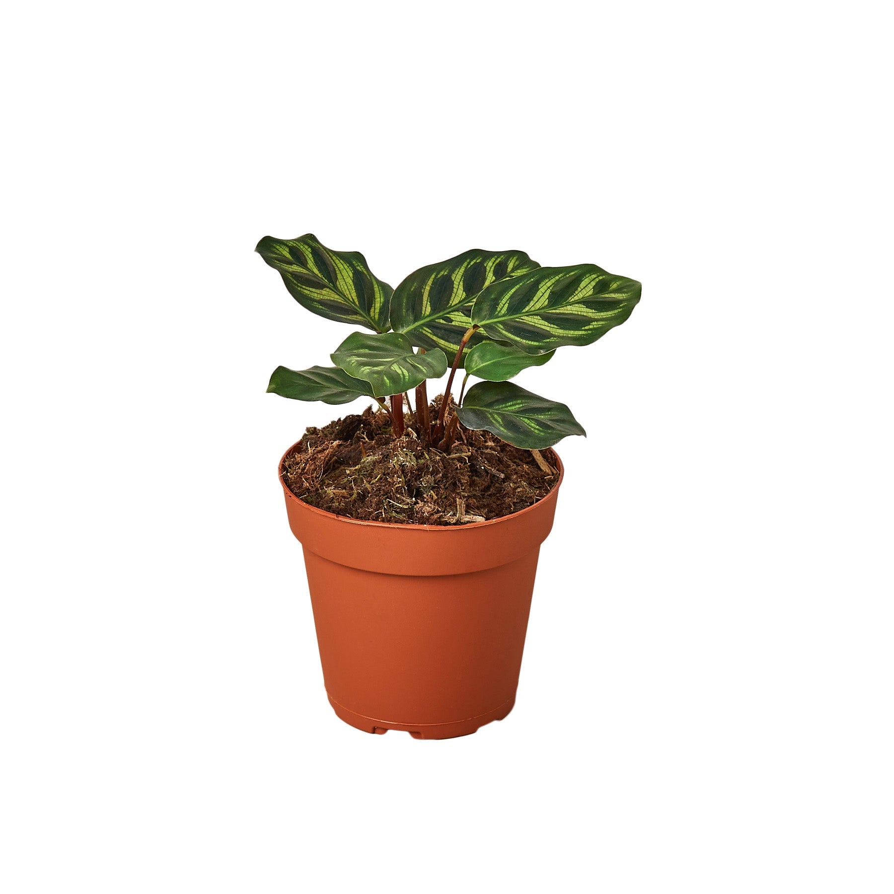 Calathea 'Makoyana' 4