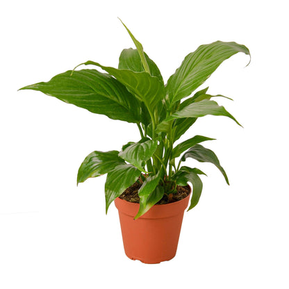 Spathiphyllum Peace Lily indoor plant