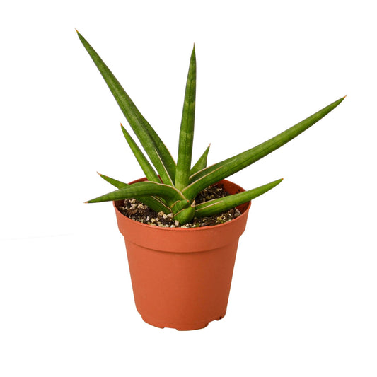 Snake 'Stuckii' - 4" Pot - Plant Swag Shop 