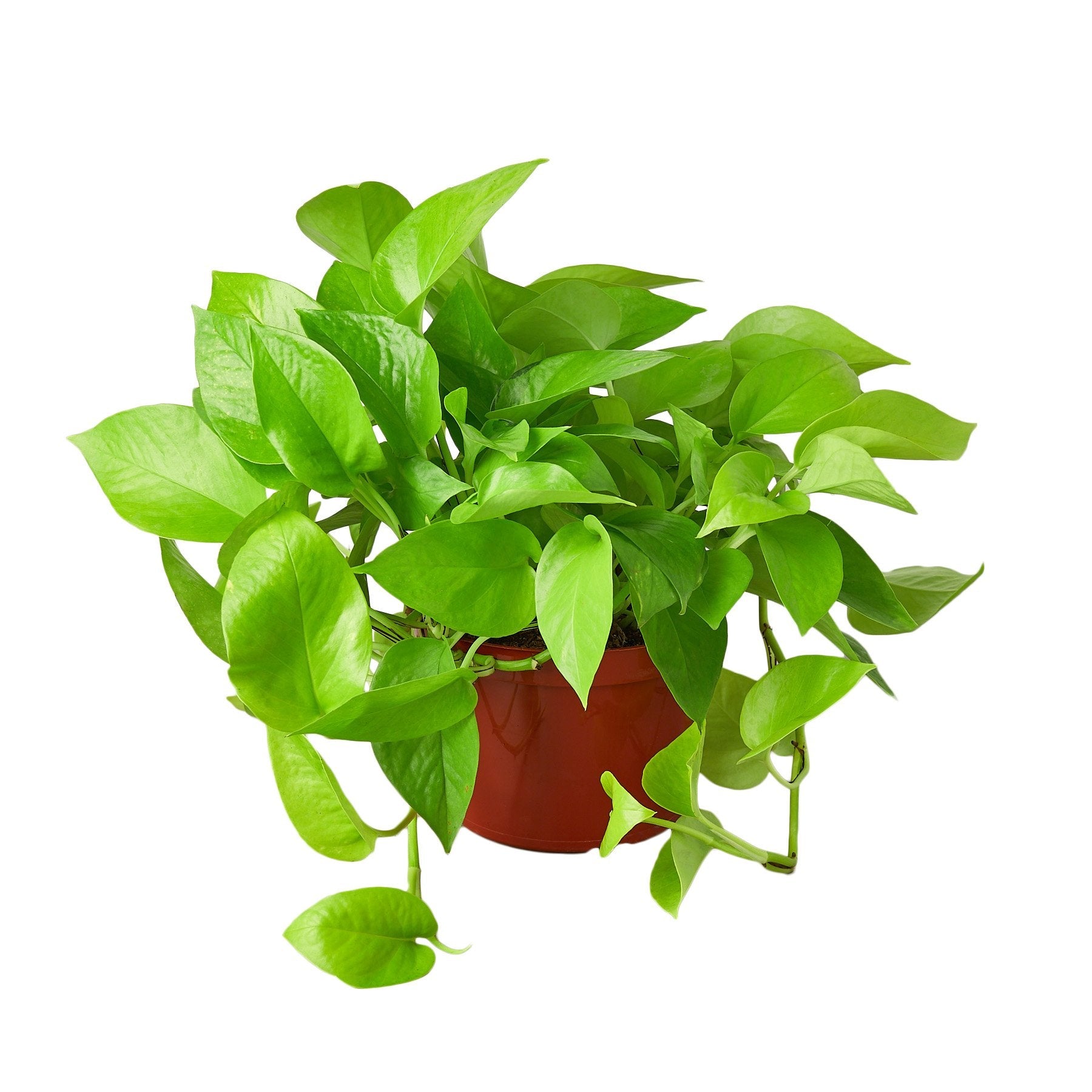 Buy Pothos Neon Plant