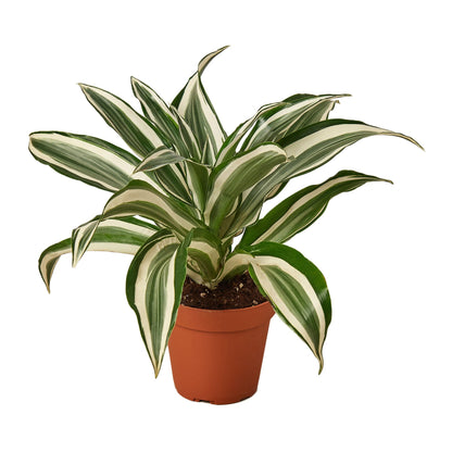 Dracaena 'Warneckii White Jewel' 