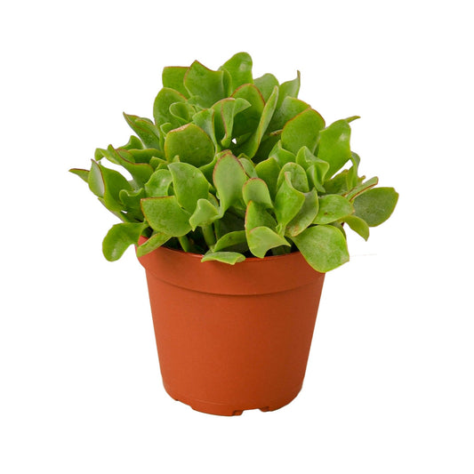 Ripple Jade Succulent - Plant Swag Shop 