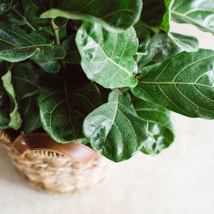 fiddle leaf fig houseplant