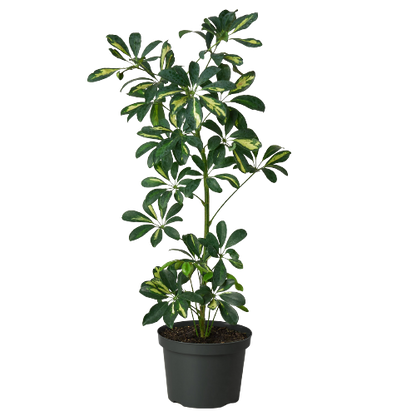 arboricola schefflera same as reg schefflera Schefflera Arboricola Variegated - Dwarf Schefflera