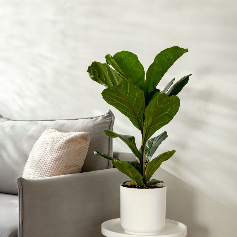 fiddle leaf fig houseplant