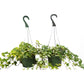 2 English Ivy Variety Pack - FREE Care Guide - 6" Hanging Pot - House Plant Shop
